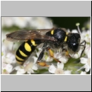 Crabro cribrarius - Grabwespe w04 14mm.jpg